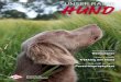 RASSEPORTRÄT Weimaraner Trekking mit Hund · 2020. 8. 13. · spätreifen Hund einstellen. Bei der Erziehung ist vor allem liebevolle Konsequenz gefragt. Wer diese nicht aufbringt
