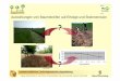 Auswirkungen von Baumstreifen auf Erträge und Bodenerosion...Oberflächenabfluss und Nährstoffausträge • Versuch zur Erosionsmessung auf der Agroforstfläche in Karlsruhe-Stupferich: