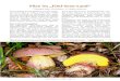 Pilze im „Fünf-Seen-Land“ - Tintlingtintling.com/inhalt/1999/Pilze_im_5_Seen_Land.pdf · 2017. 10. 29. · Das sogenannte „Fünf-Seen-Land“ liegt im oberbayerischen Alpenvorland