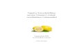 Negative Umwelteinflüsse auf den Vitamin C-Gehalt verschiedener Lebensmittel · 2020. 4. 17. · Negative Umwelteinflüsse auf den Vitamin C-Gehalt verschiedener Lebensmittel Facharbeit