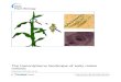 Dukowic-Schulze - Cornell Universitypawlowski.cit.cornell.edu/2014b.pdf · 2018. 10. 4. · RESEARCH ARTICLE Open Access The transcriptome landscape of early maize meiosis Stefanie