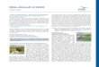 DDA-Aktuell 1/2019 (Juni 2019)...DDA-Aktuell 2/2020 III europäischen Ländern, dass sich der weltweite Bestand des Rotmilans erholt. Die neue Schätzung von BirdLife geht davon aus,