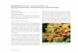 Bergahorn (Acer pseudoplatanus) - Bayern · 2012. 5. 24. · ist der Schneeballblättrige Ahorn (A. opalus), eine west-submediterrane Art, die über den Schweizer Jura bis in den