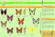 Observer les papillons - un passe-temps passionnant · 2018. 3. 11. · Schmetterlinge beobachten! Mit offenen Augen durch die Natur gehen, bunte Schmetterlinge im Flug oder beim