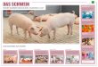 Unterrichtsposter Das Schwein · 2019. 9. 25. · heran und werden 6–7 Monate alt. Die großen Schweine mögen es kühler und schlafen viel. Sie leben mit Gleichaltrigen in Gruppengrößen