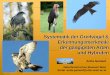 Systematik der Greifvögel & Erkennungsmerkmale der 
