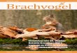 November 2020 Brachvogel