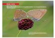der Tagfalter (Insecta: Lepidoptera: Papilionoidea et 