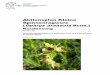Aktionsplan Kleine Spinnenragwurz (Ophrys araneola R .)