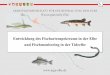 Entwicklung des Fischartenspektrums in der Elbe und 
