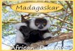 2017 Mada Prospekt 16 - African Dreams