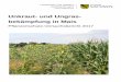 Unkraut- und Ungrasbekämpfung in Mais 2017 - Sachsen