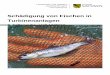 Schädigung von Fischen in Turbinenanlagen